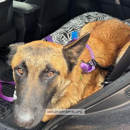 Photo 1/1 Found dog Found in Milhaud