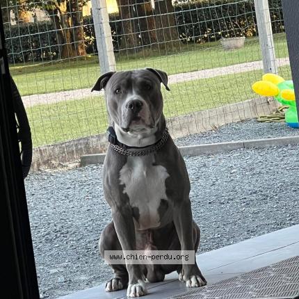 Photo 1/1 Mïa Pereira Chien lost in Lesparre medoc