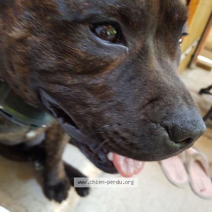 Photo 1/1 Geneviève Palenzuela Chien lost in La batie montsaleon