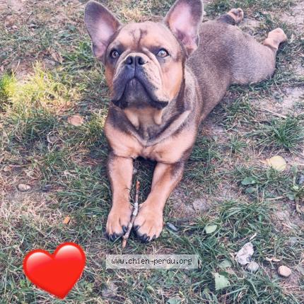 Photo 1/1 Titou Chien lost in Montesquieu