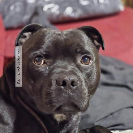 Photo 1/1 Pacha Chien lost in Cuffy