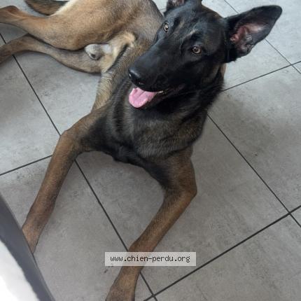 Photo 1/1 Rio Chien lost in Anzin