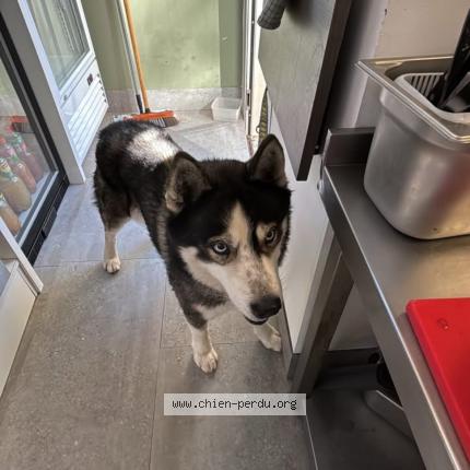 Photo 1/1 Found dog Found in Grasse