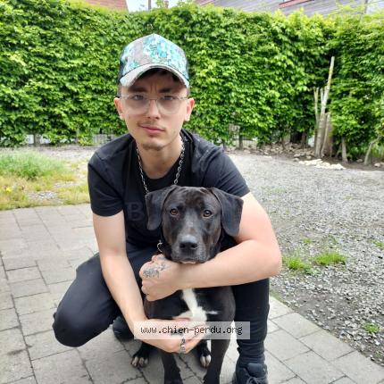 Photo 1/1 Gucci Chien lost in Chemin de la plaine