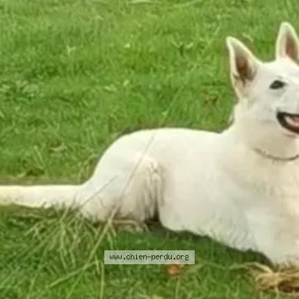 Photo 1/1 Wendy Chien lost in Tourch