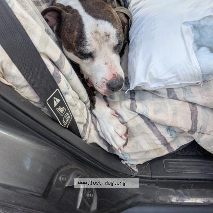 Photo 1/1 Found dog Found in Orlando