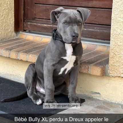 Photo 1/1 Gotham Chien lost in Dreux