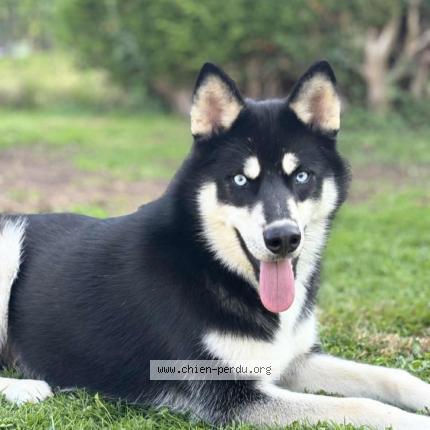 Photo 1/1 Flash Chien lost in Bosc le hard