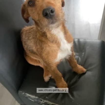 Photo 1/1 Taz Chien lost in Fresnes