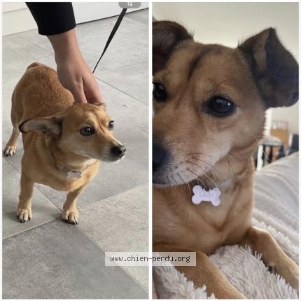 Photo 1/1 Lady Chien lost in Arcueil