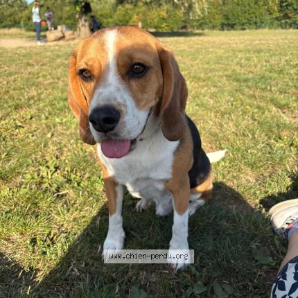 Photo 1/1 Marley Chien lost in Marcq en baroeul