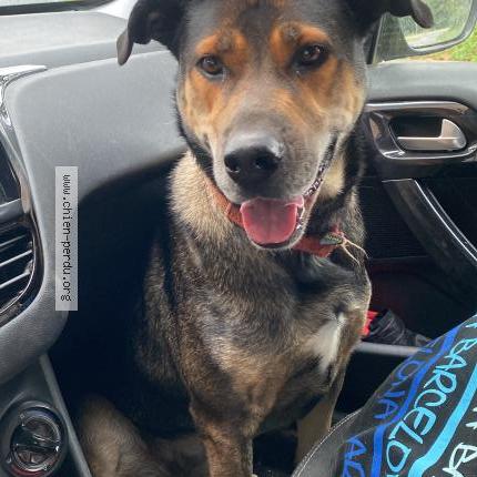 Photo 1/1 Dyna Chien lost in Saint derrien