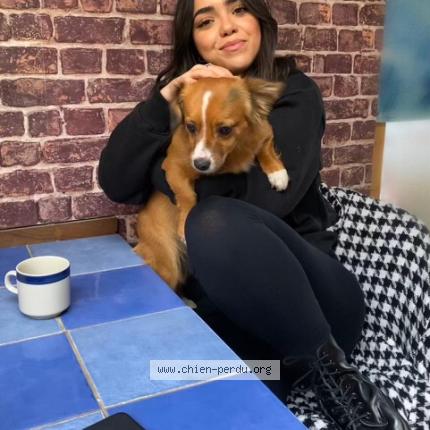 Photo 1/1 Oasis Chien lost in Saffre