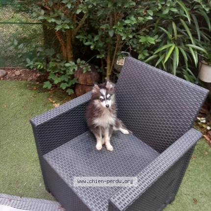 Photo 1/1 Petit loup Chien lost in Epinal