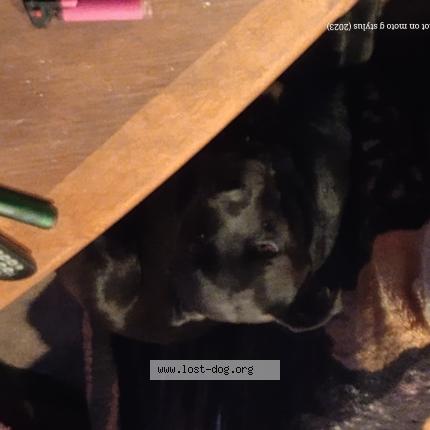 Photo 1/1 Reunited dog Lost in Cheney