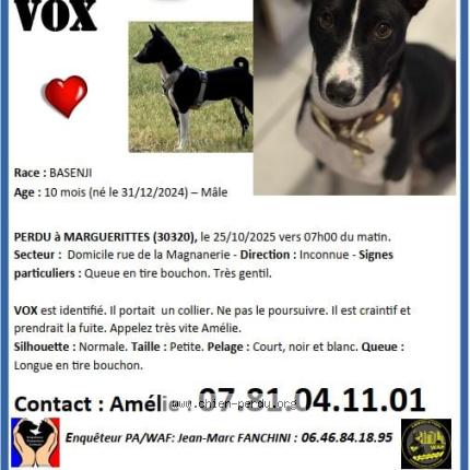 Photo 1/1 Vox Chien lost in Marguerittes