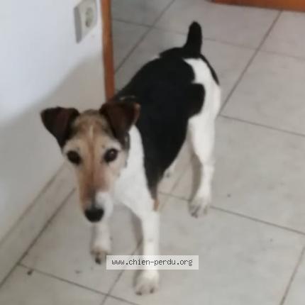 Photo 1/1 Milou Dog lost in Lirac