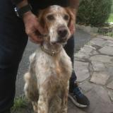 Picture of dog found at Urrugne