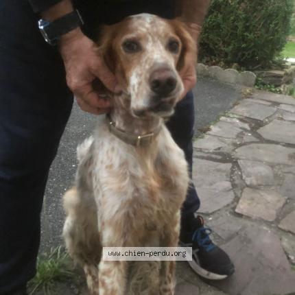 Photo 1/1 Found dog Found in Urrugne