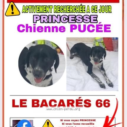 Photo 1/1 Laurent aubry Chien lost in Bompas