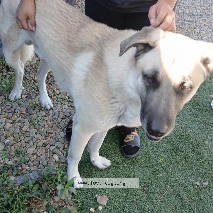 Photo 1/1 Found dog Found in N Las Vegas