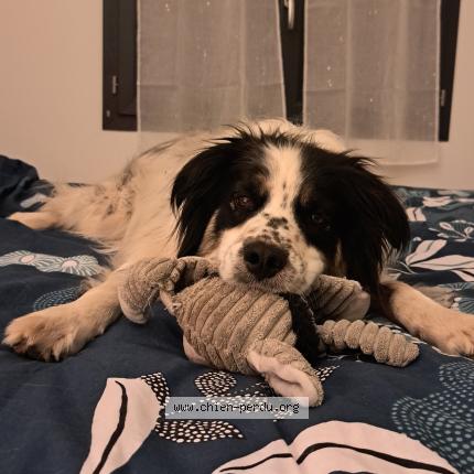 Photo 1/1 Arro Chien lost in Tavera