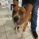 Picture of dog found at La Roche Posay