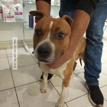 Photo 1/1 Found dog Found in La roche posay