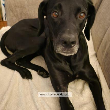 Photo 1/1 BRAQUE NOIR Chien lost in Vandoeuvre les nancy