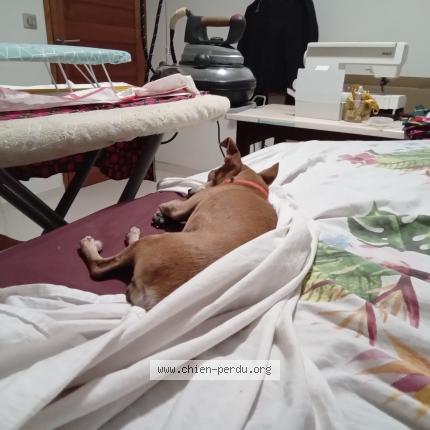 Photo 1/1 Princess Chien lost in Gosier