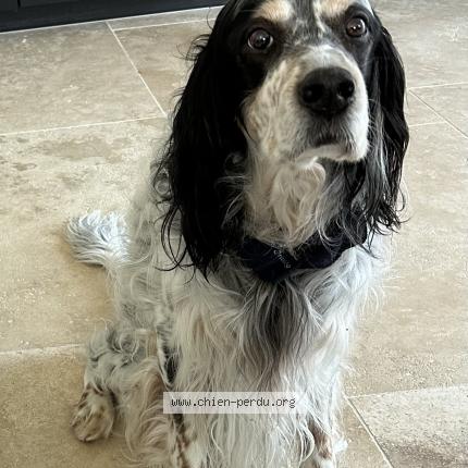 Photo 1/2 Guess Chien lost in St saturnin les apt