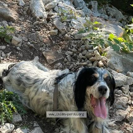 Photo 2/2 Guess Chien lost in St saturnin les apt