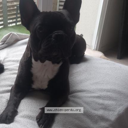 Photo 1/1 Marley Chien lost in Parempuyre