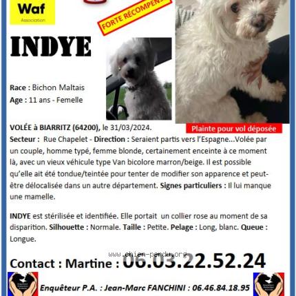 Photo 1/1 Indye Chien lost in Biarritz