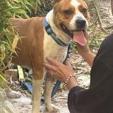 Picture of dog found at Pujaut