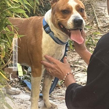 Photo 1/1 Found dog Found in Pujaut