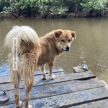 Photo 1/1 Simba Chien lost in Roura