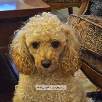 Photo 1/1 Pacha Chien lost in Macheren