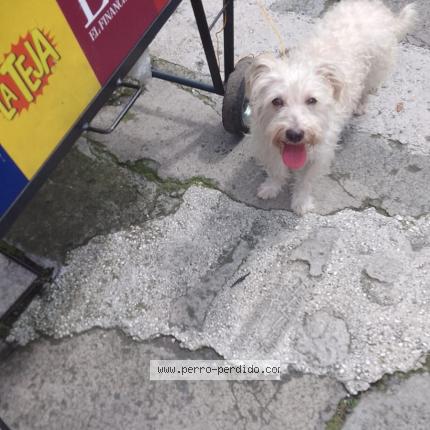 Photo 1/1 Found dog Found in Pavas rorhmoser