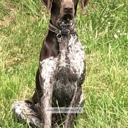 Photo 1/1 Obama Chien lost in Teulat