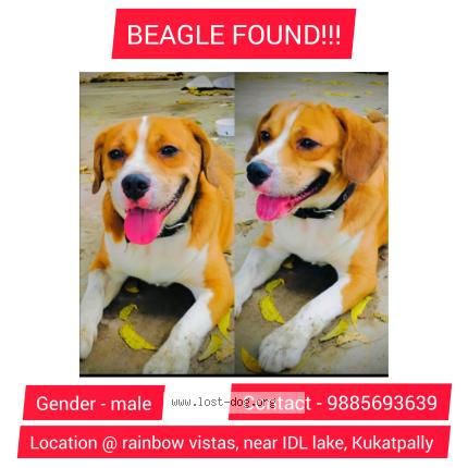 Photo 1/1 Found dog Found in Hyderabad