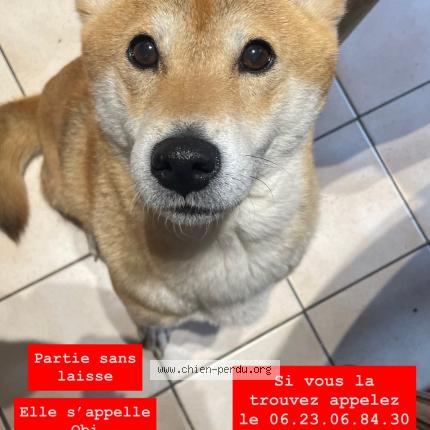 Photo 1/1 Obi Chien lost in Roujan