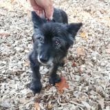 Picture of dog found at Colomiers