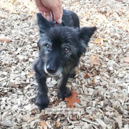 Photo 1/1 Found dog Found in Colomiers