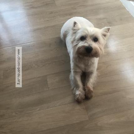 Photo 1/1 Lady Chien lost in Plessis grammoire