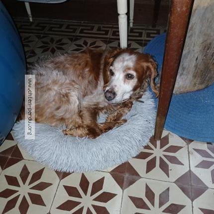 Photo 1/1 Chelby Chien lost in Doue en anjou