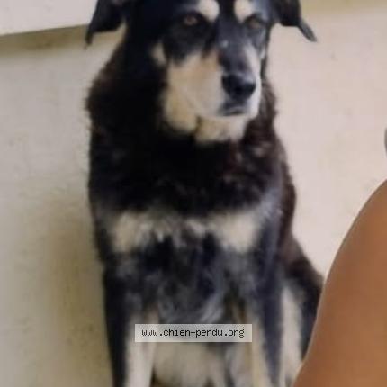 Photo 1/1 barquette Chien lost in Allex