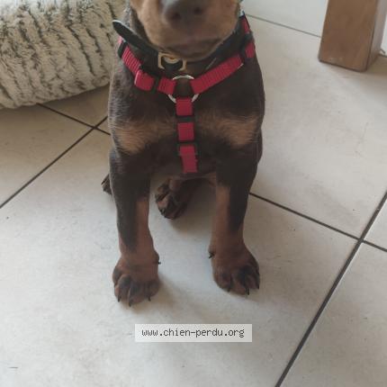 Photo 1/1 Loocky Chien lost in Saint genest d ambiere