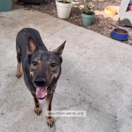 Photo 1/1 raja Chien lost in L isle sur la sorgue