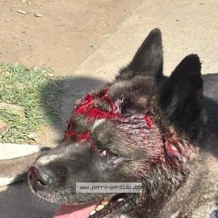 Photo 1/1 Found dog Found in Quilicura